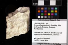 Foto (Objket + Etiketten) von Cracensigillatus acutirostris (Moericke, 1889) 